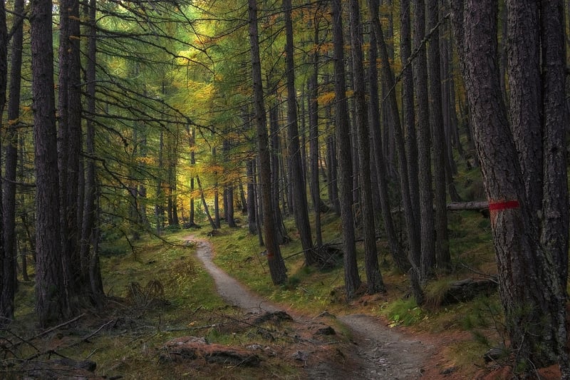 Tarkine Rainforest, Tasmania